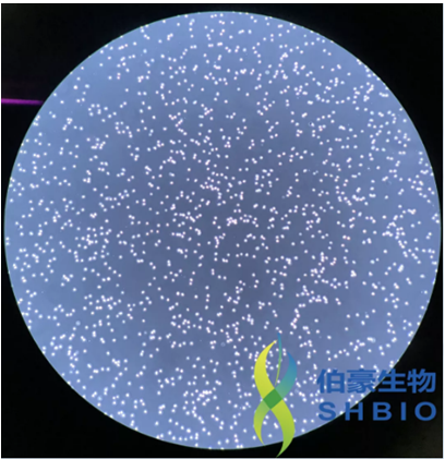 伯豪生物特邀單細(xì)胞懸液制備現(xiàn)場(chǎng)鏡檢圖