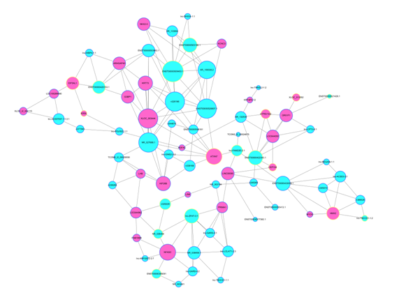 通過關(guān)鍵 lncRNA 的共表達(dá) mRNA 預(yù)測出其功能