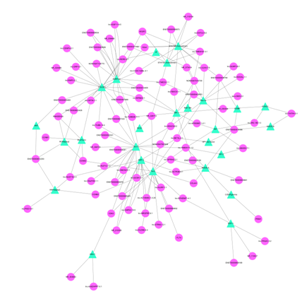 圖中節(jié)點(diǎn)的大小表示的是基因的 degree