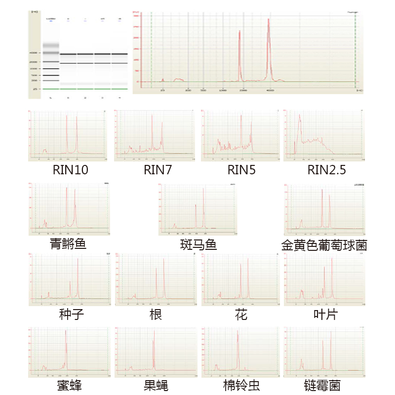 2100RNA 質(zhì)檢部分實(shí)例