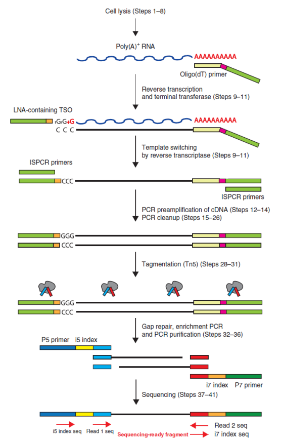 伯豪生物單細胞 RNA 測序服務(wù) SMART-seq2 技術(shù)原理