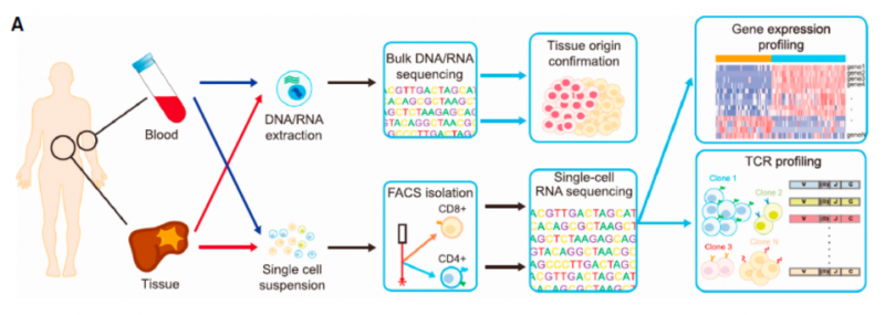 單細(xì)胞 RNA 測(cè)序應(yīng)用：腫瘤微環(huán)境