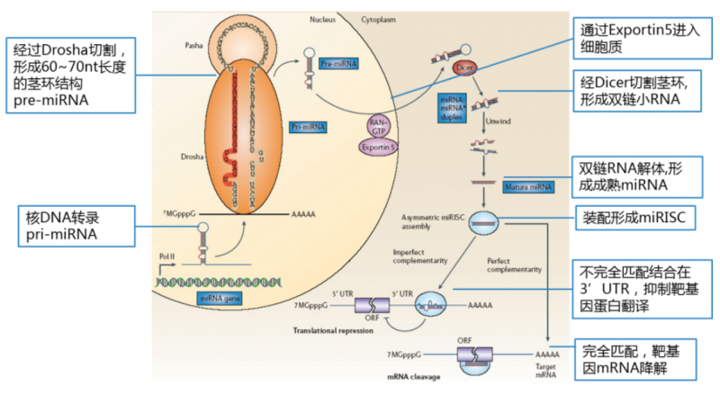 microRNA 的生成及作用機(jī)制