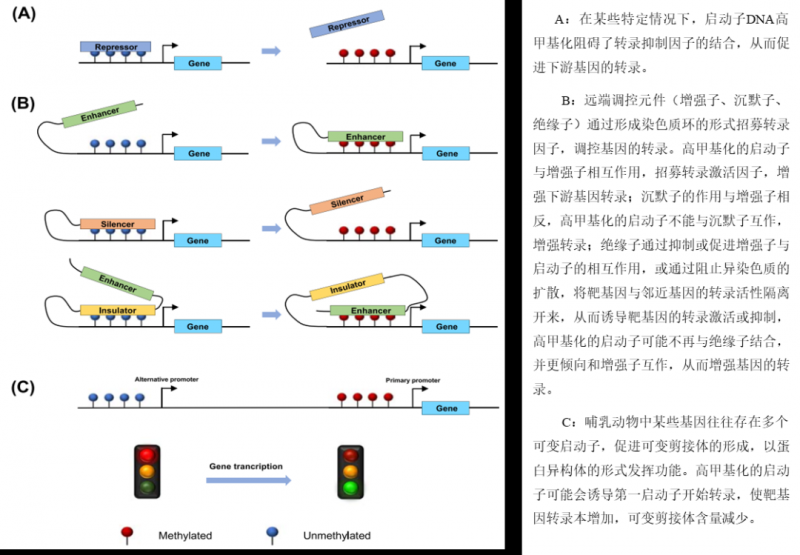 啟動子 DNA 甲基化誘導(dǎo)基因表達(dá)潛在機(jī)制