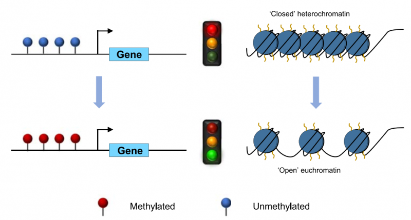  啟動子 DNA 高甲基化促進(jìn)基因轉(zhuǎn)錄圖 