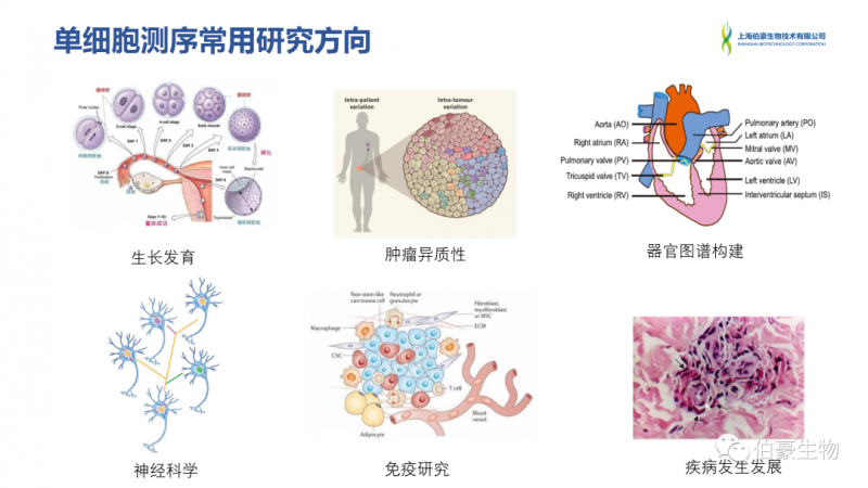 伯豪生物 單細(xì)胞測(cè)序 服務(wù)