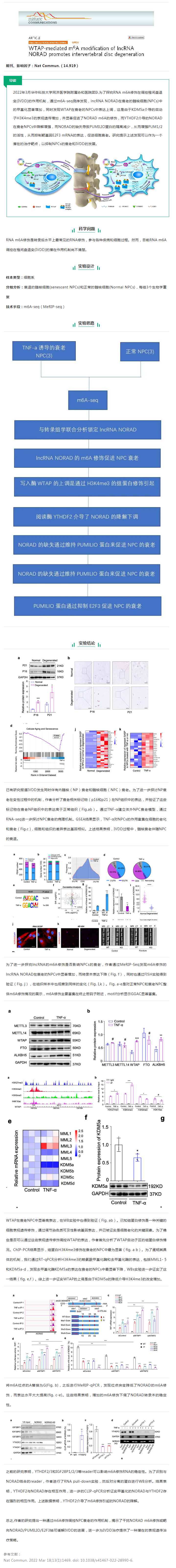 文獻(xiàn)解讀_WTAP 介導(dǎo)的 lncRNA NORAD 的 m6A 修飾促進(jìn)椎間盤(pán)退變（IVDD）