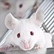 模式生物外顯子組測序設(shè)計產(chǎn)品