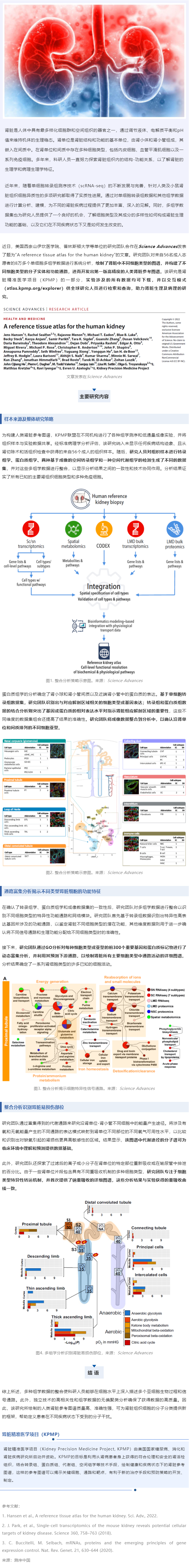 Sci Adv _ 基于 8 萬 + 單細胞多組學數(shù)據(jù)成功繪制第一版高精度人類腎臟參考圖譜