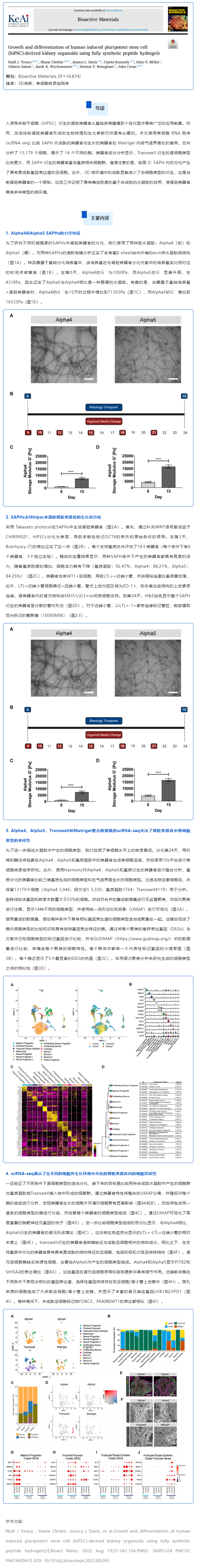 全合成肽水凝膠培養(yǎng)的人誘導(dǎo)多能干細(xì)胞（hiPSC）來(lái)源的腎類器官的生長(zhǎng)和分化