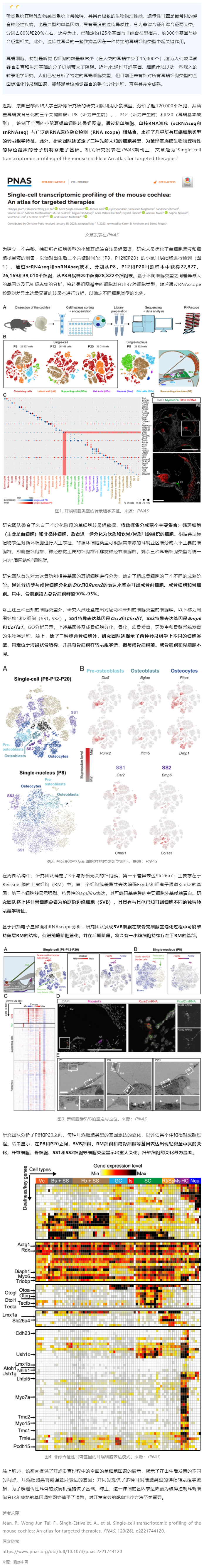 2023-07-21 PNAS 發(fā)表全面的小鼠耳蝸單細(xì)胞轉(zhuǎn)錄組圖譜，為遺傳性耳聾靶向治療提供參考