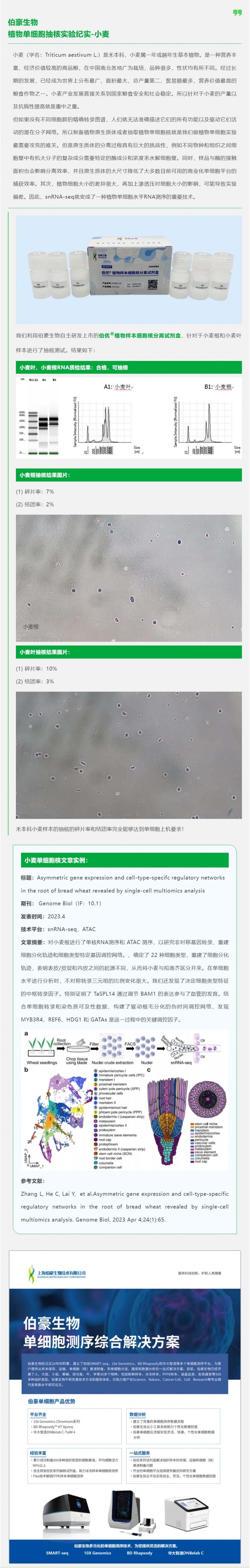 伯豪生物植物單細(xì)胞抽核實驗紀(jì)實 - 小麥