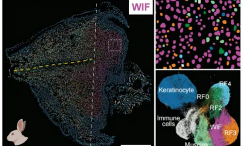 Science 重磅 | Stereo-seq 助力揭示小鼠耳廓再生關鍵基因，破解哺乳動物再生能力丟失之謎