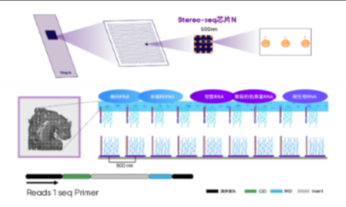 Science 封面：Stereo-seq 鑒定蠑螈端腦再生過程中的重要神經(jīng)干細胞亞型