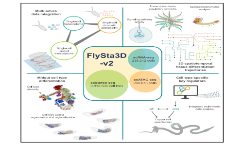 Cell 最新！果蠅發(fā)育 3D 全景圖譜，解碼生命動態(tài)調(diào)控的“時空密碼”
