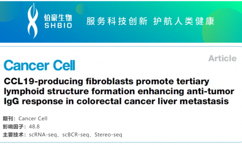 文獻解讀 | 產生 CCL19 的成纖維細胞促進三級淋巴結構形成并增強結直腸癌肝轉移中的抗腫瘤 IgG 反應