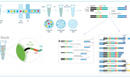 GEM- X 引領單細胞 RNA-seq 技術創新