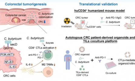 2025 頂刊文獻速遞 | 單細胞轉錄組系列（8 月）