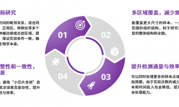 大尺寸 + 高精度雙引擎！時空轉(zhuǎn)錄組大尺寸芯片如何掀起科研效率革命？