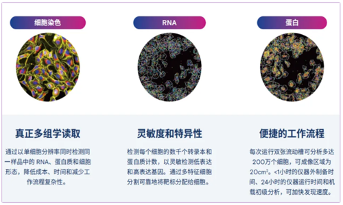 5D 原位多組學 AVITI24 靶向 panel—腫瘤免疫