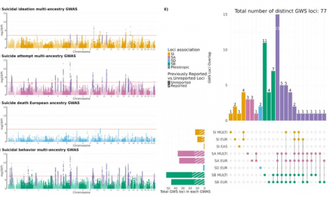 77 個自殺相關(guān)遺傳位點被發(fā)現(xiàn)！迄今最大規(guī)模多祖先 GWAS 揭示自殺行為遺傳基礎(chǔ)及生物學(xué)機制